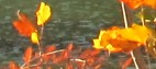 Wimberley Calendar of Events