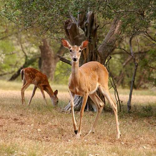 wimberley doe and fawn