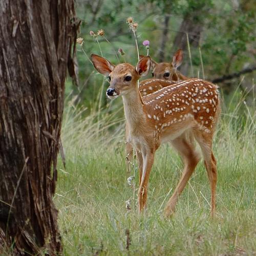 wimberley fawn