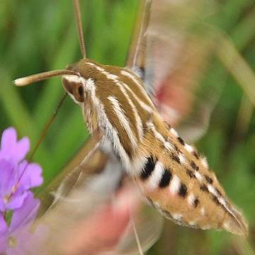 wimberley hummingbirdmoth