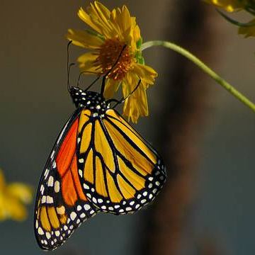 wimberley butterflies