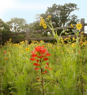 Dreaming of Summer in Wimberley, Texas