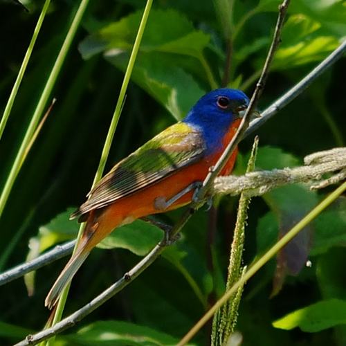 Painted Bunting