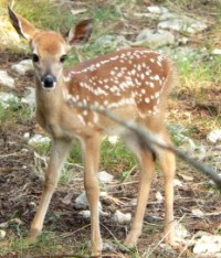Wimberley fawn