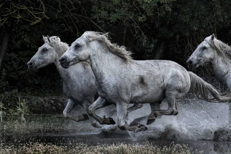 Rodney Burseil Wildlife