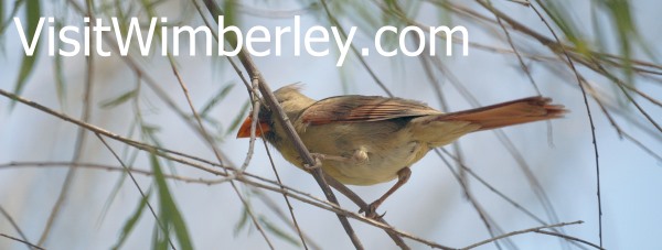 VisitWimberley.com: Birds of Wimberley and Central Texas
