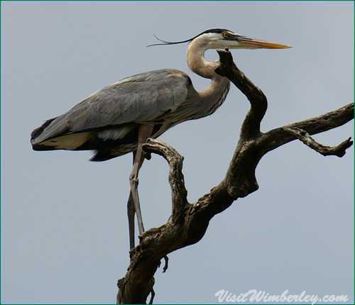 Birds of Wimberley